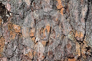 Tree birk texture