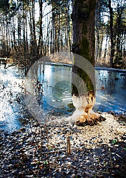 Tree bitten by beaver teeth