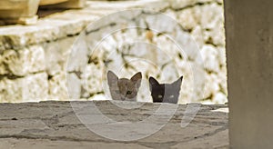 white and black kittens