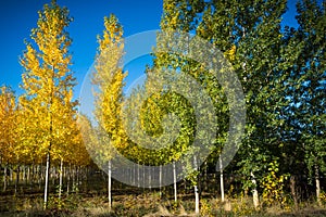 Tree black poplar photo