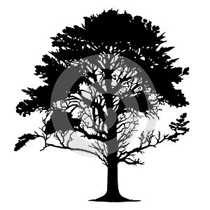 Tree black silhouette. Realistic tree silhouette isolated element. Black shadow shape isolated on white transparent background.