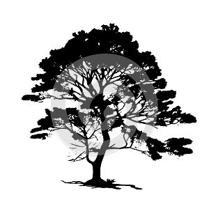 Tree black silhouette. Realistic tree silhouette isolated element. Black shadow shape isolated on white transparent background.