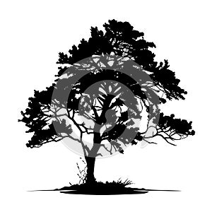 Tree black silhouette. Realistic tree silhouette isolated element. Black shadow shape isolated on white transparent background.