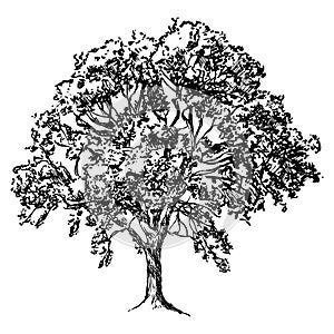 tree, black and white vector illustration of broad-leaved deciduous tree isolated on white