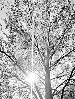 Tree blackandwhite sun sunshine summer photo