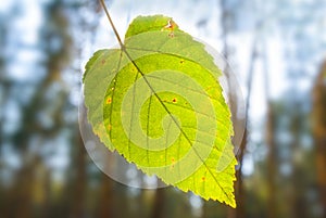 Tree blanch with green leaf in forest