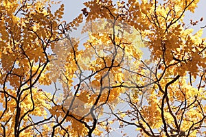 Tree blanches with yellow leaves against the sky.