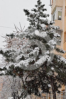 Tree blazing with a little shining snow