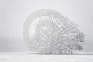Tree in a blizzard photo