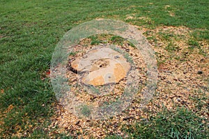 Tree block in garden