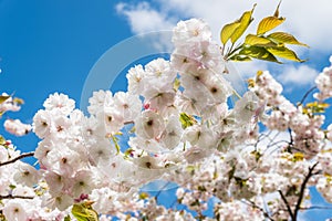 Tree in Bloom