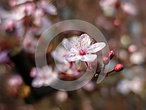 Tree in bloom, beautiful spring flowers with stamens close-up