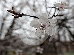 Tree in bloom, beautiful white spring flowers