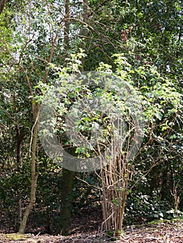 Tree in Bloom in the forest of wivenhoe, essex