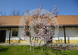 Tree in bloom in front of the house
