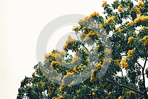 Tree with bloom yellow flower, white background