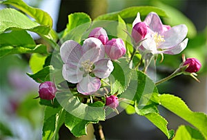 Tree bloomed - apple tree