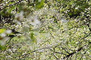 Tree blooming