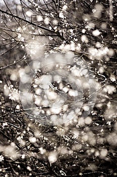 Tree blooming in cold winter.