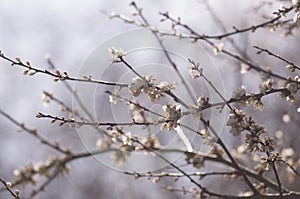 Tree blooming in cold winter.