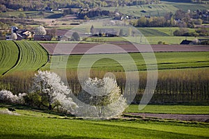 Tree blooming among fields  Poland