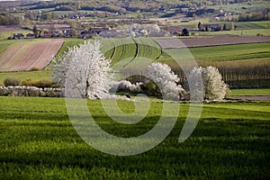 Tree blooming among fields  Poland
