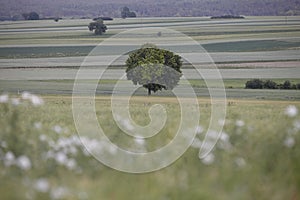 Tree blooming among fields  Poland