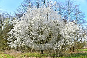 Tree blooming, nature park in spring. Plants and trees garden in spring