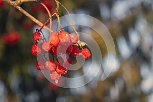 A tree blooming with Rowan berries in the fall. Bunches of mountain ash in the winter