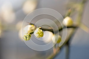 Tree blooming spinescent branch closeup. Early spring flower on blurred backdrop