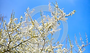 Tree blooming in spring with white flowers against the blue sky. Background cover for congratulations with copy space concept