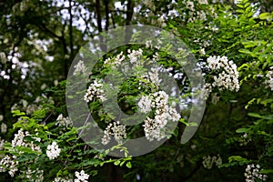 tree blossom, acacia blossom