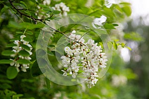 tree blossom, acacia blossom