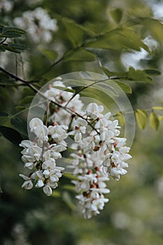 tree blossom, acacia blossom