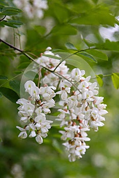 tree blossom, acacia blossom