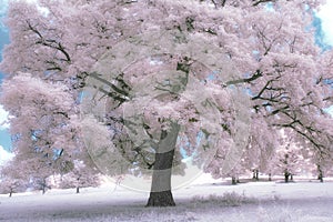 Tree in blossom with blue sky in spring