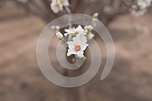 Tree blossom close up White Almond flower