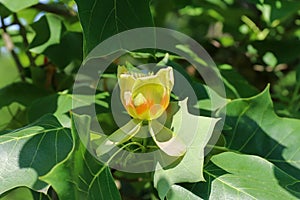 Tree in blossom - yellow poplar