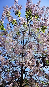 Tree blossoming