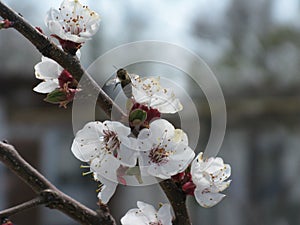 Tree blossoming branch