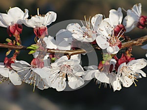 Tree blossoming branch