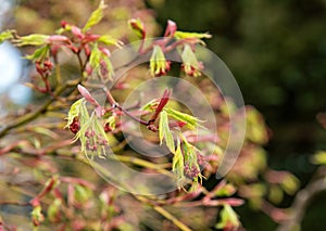 Tree blossoms on a early spring time