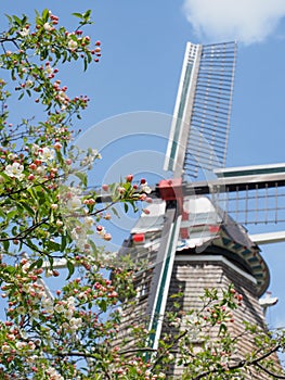 Tree blossoms in front of windmill in Holland Michigan