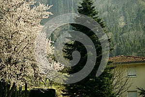 Two trees growing side by side one is green and one is white