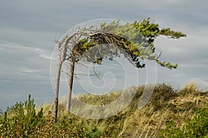 Tree blowing in the wind