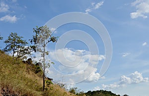 Tree blowing from wind on Khao Lon mountain in Thailand