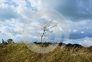 Tree blowing from wind on Khao Lon mountain in Thailand