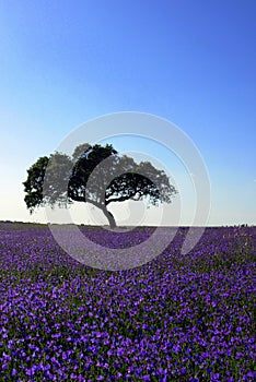 Tree in a blue field