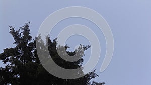 Tree and blue sky