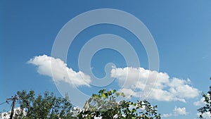 Tree and blue sky